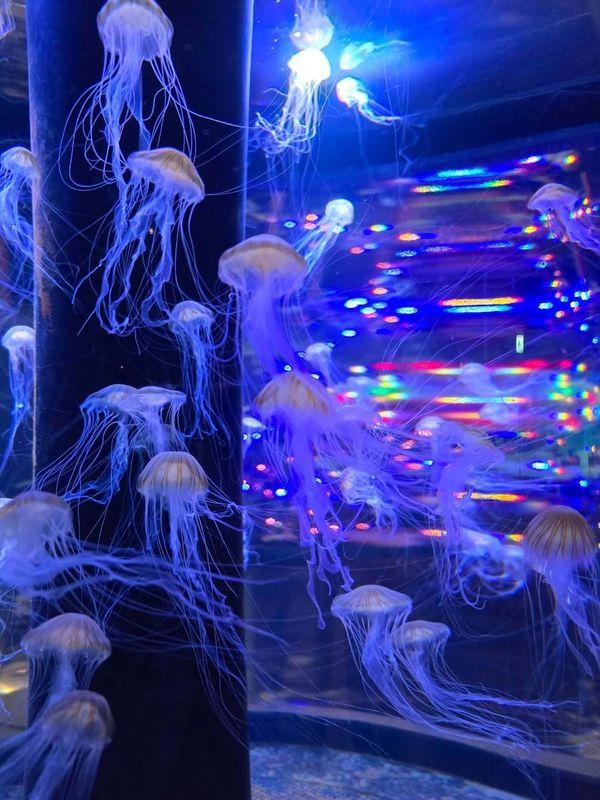 Pros and cons of raising a family in Japan: Kids pick up languages easily…adults, not so much photo