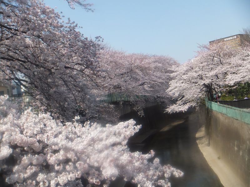 Cherry Blossom Lingo: Morning Cherry Blossom photo
