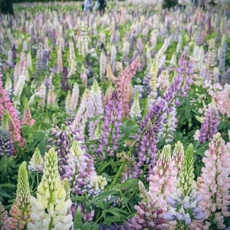 Is lupinus your birthday flower? photo