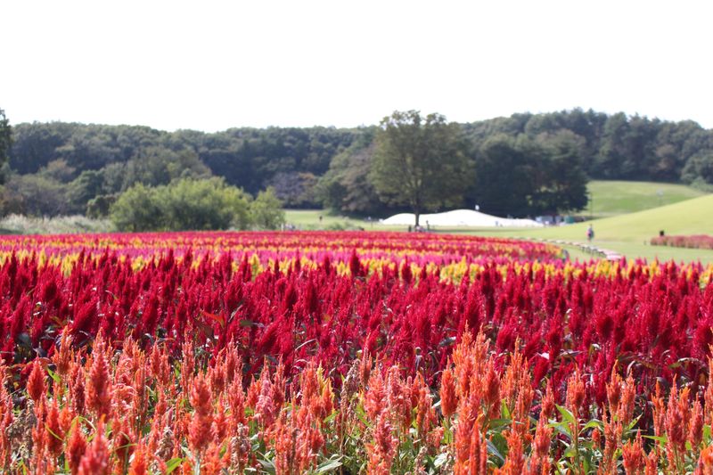 Fall flowers: cock's comb photo