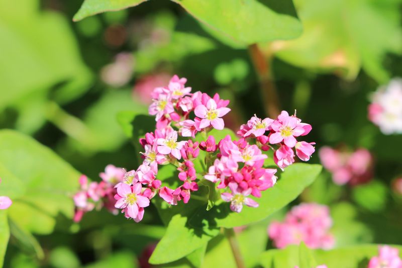 Fall flowers: red buckwheat photo