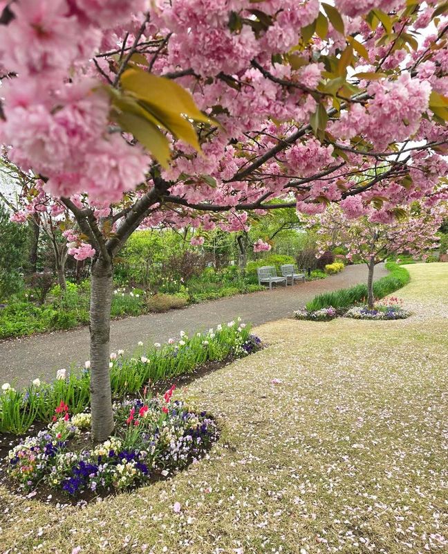 Places in Niigata you should visit in spring: Mitsuke English Garden photo