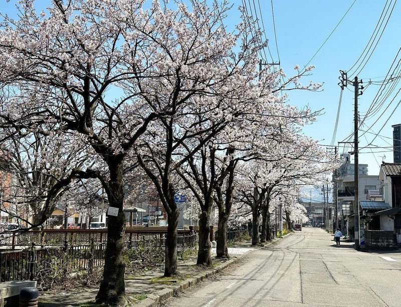 Sakura along the banks of Nagaoka's Kaki River [SPOT REPORT] photo