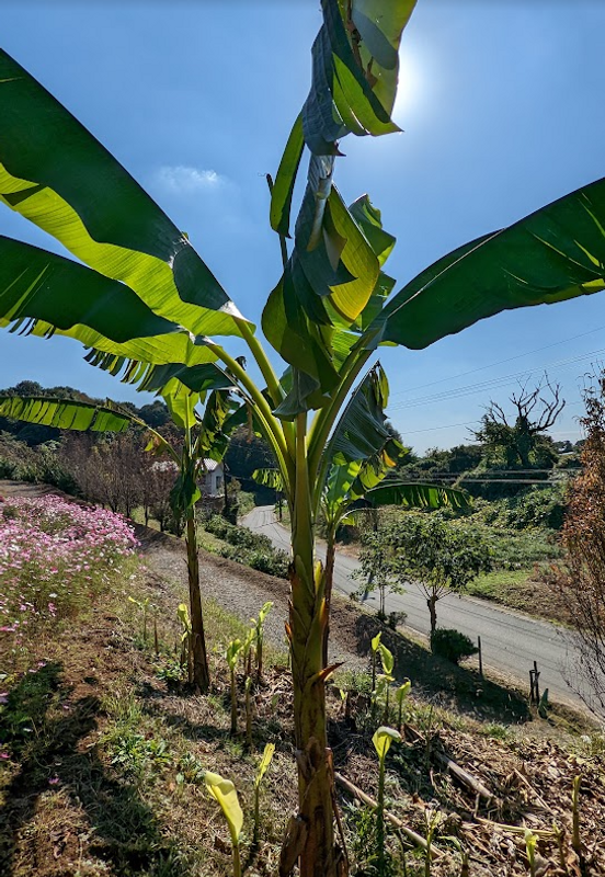 Its bananas - tropical fruit thriving in unexpected places photo