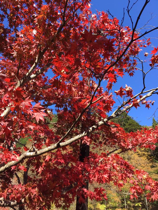 Autumn leaves forecast released! photo