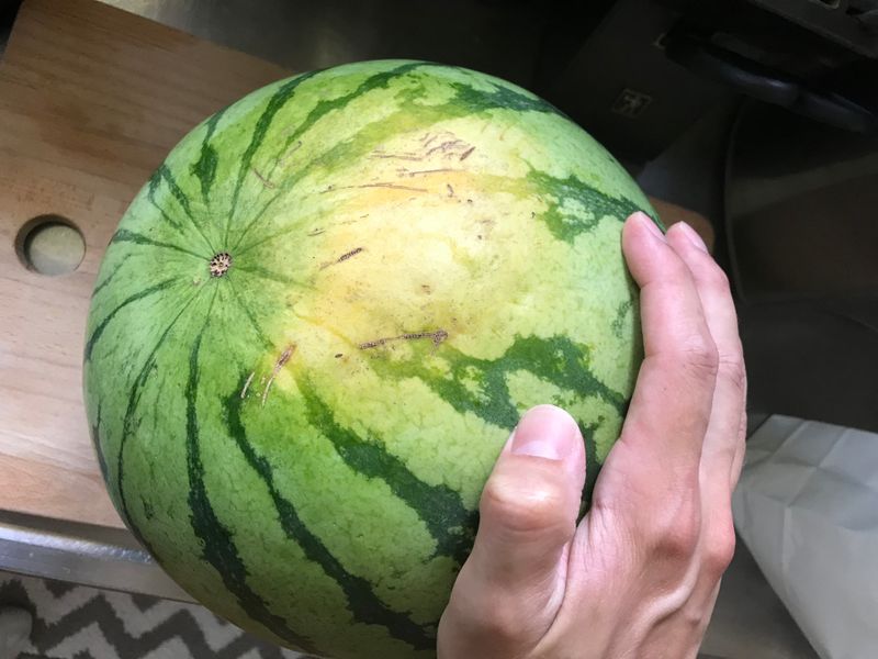 Don't judge a book by its cover: watermelon edition photo