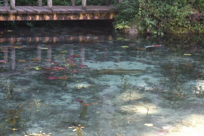 Japanese Countryside : Monet's Pond photo