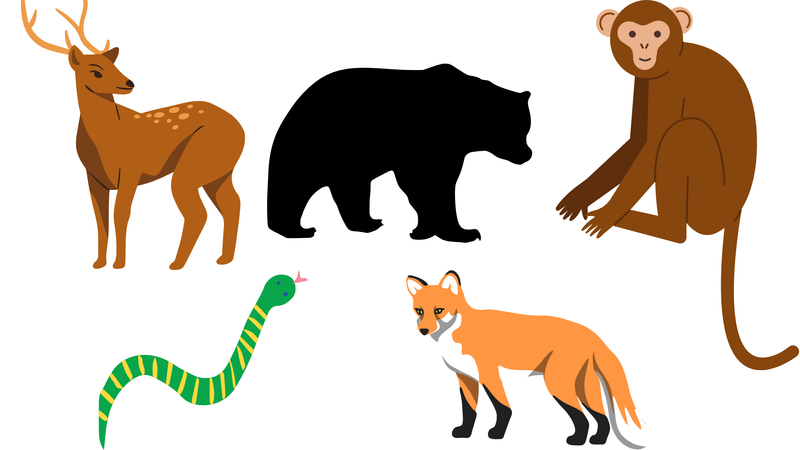 Everyday encounters with wildlife becoming a reality for many families photo