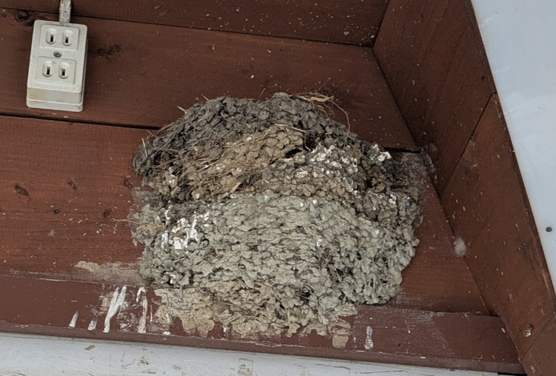 Microseason: Swallows Leave photo