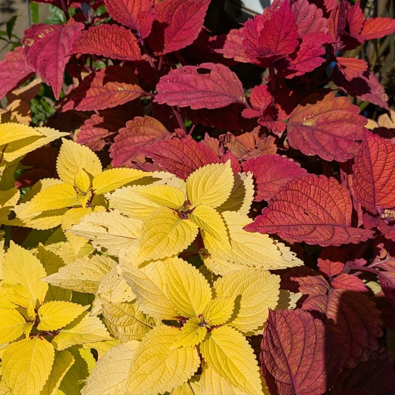 Is coleus your flower?  photo