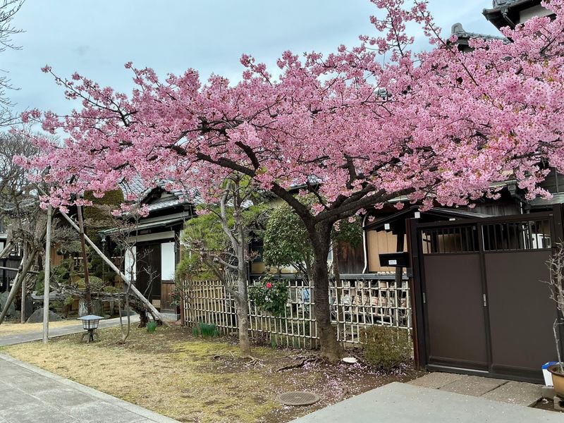 Kawazuzakura SPOT REPORT photo