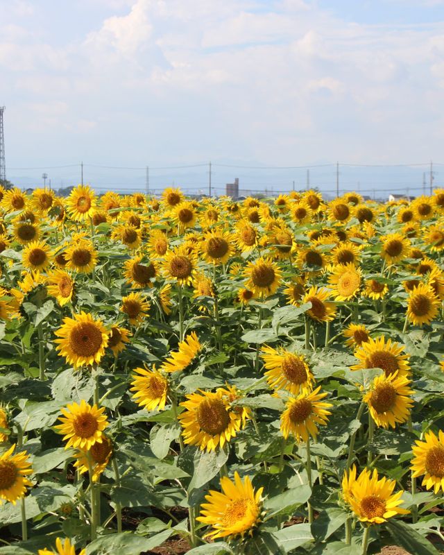 Sunflower picking in Kawagoe right now photo