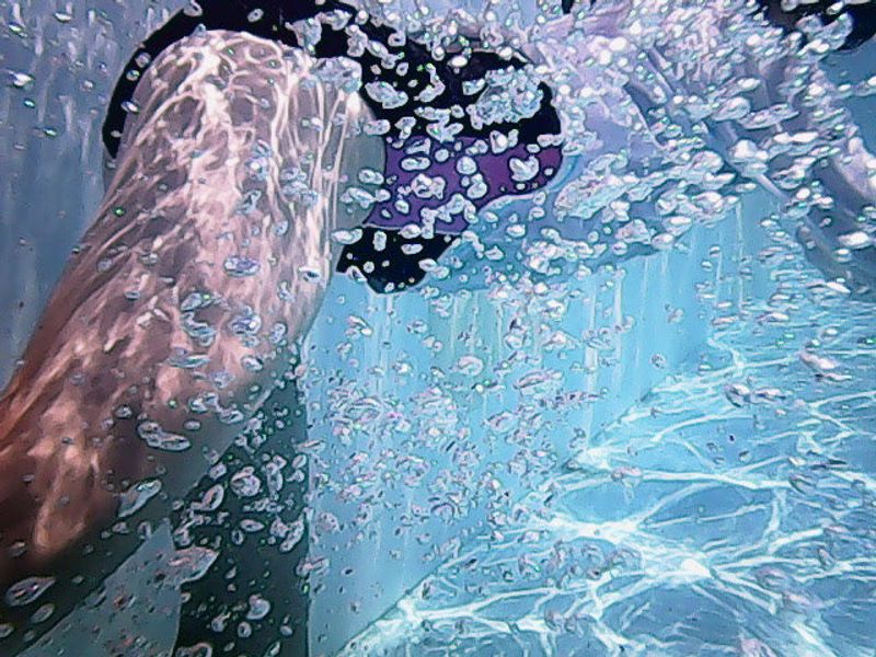 Scuba Diving Day in Japan photo