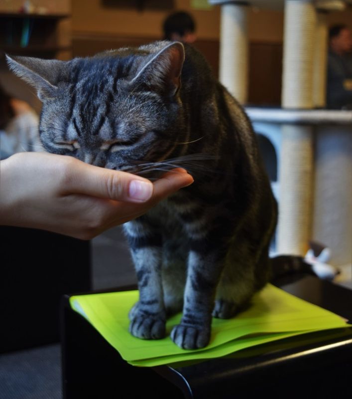 Cat Cafe Review [Video] photo