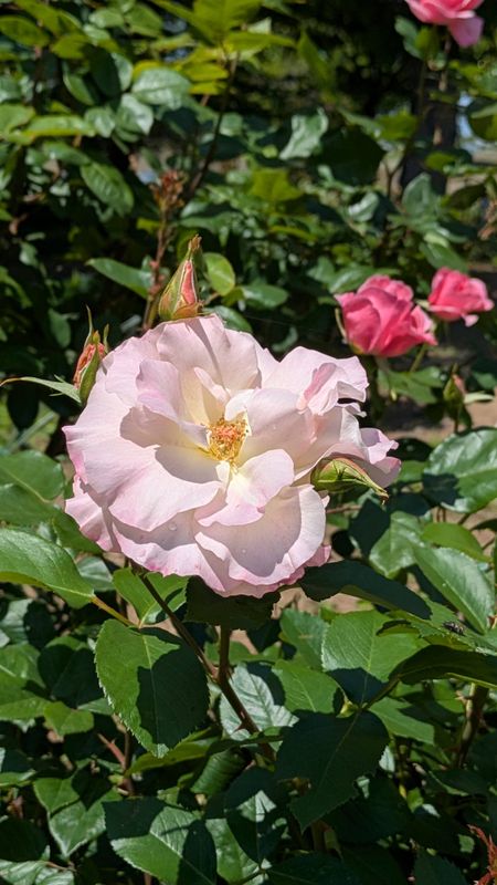 Are the roses blooming early this year? photo