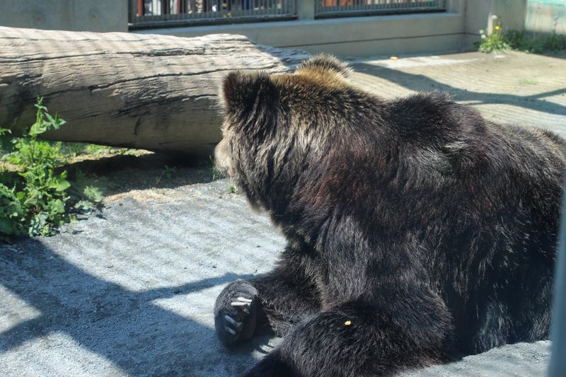 Bears, back on the news and back on the prowl photo