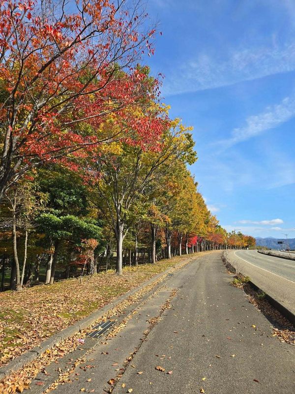 Autumn leaf viewing trends for 2025 photo