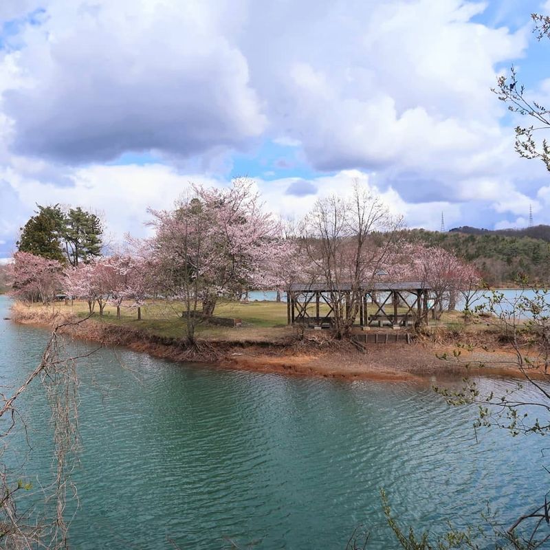 Oikeikoinomori campground - a hidden sakura gem photo