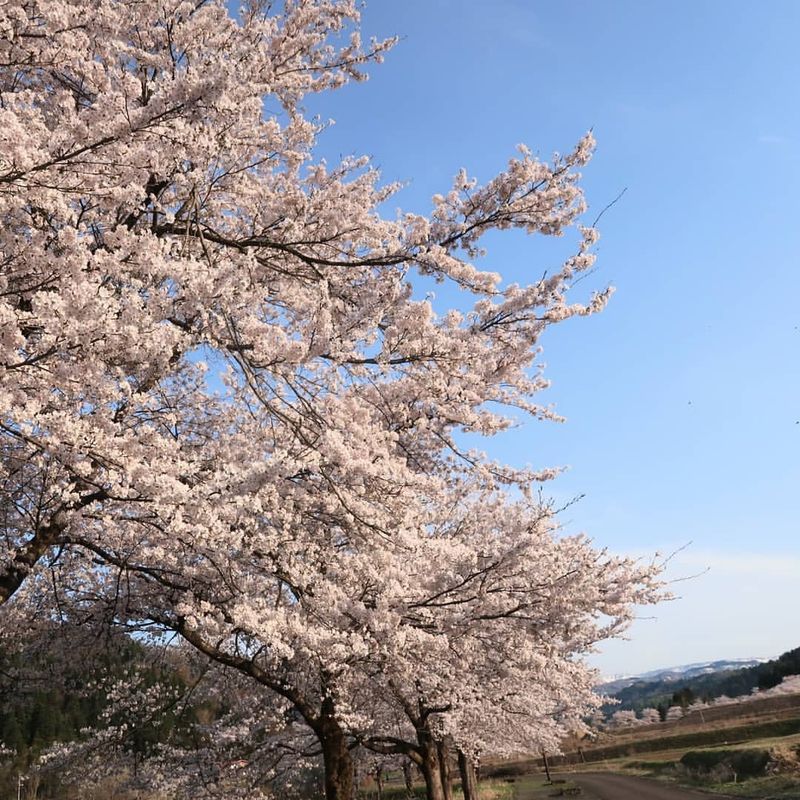 The perfect place for a spring stroll in Joetsu photo