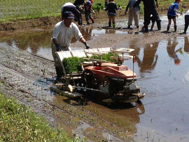 日本だけの学校での稲作 photo