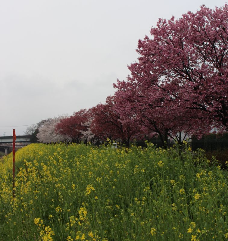 A new sakura each year - mixing up the hanami experience  photo