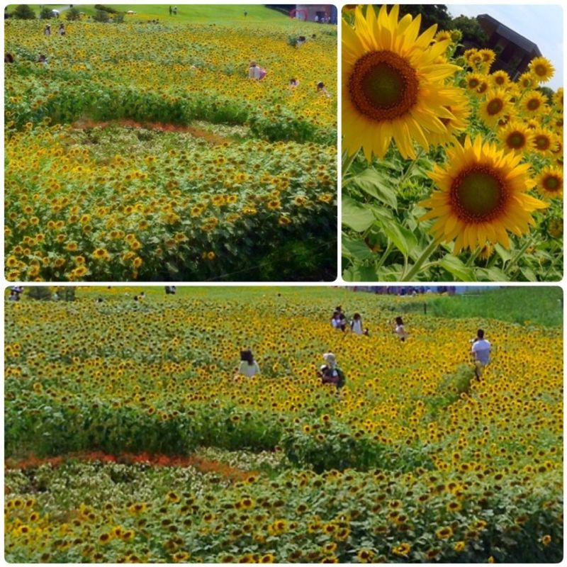 SUMMER IN JAPAN: THE HAMAMATSU FLOWER GARDEN AND THE HAMANAKO GARDEN PARK photo