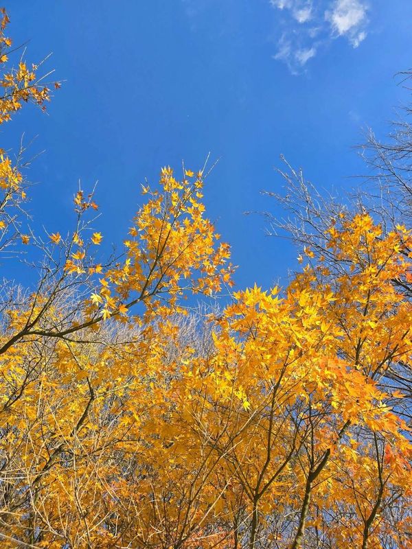 Pros and cons of raising a family in Japan: An adventurous life, but an expensive one photo