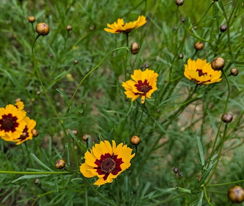 Coreopsis, a birthday flower of April 13th photo