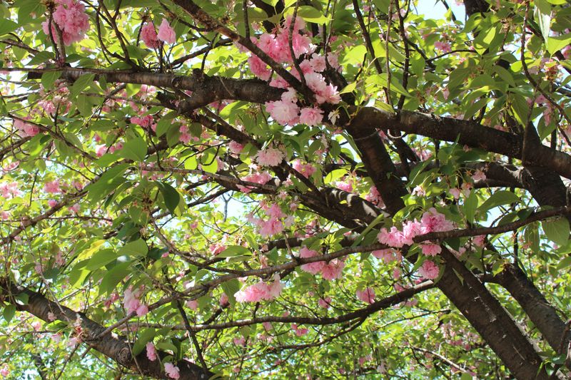 Cherry Blossom Lingo: lingering cherry blossoms photo