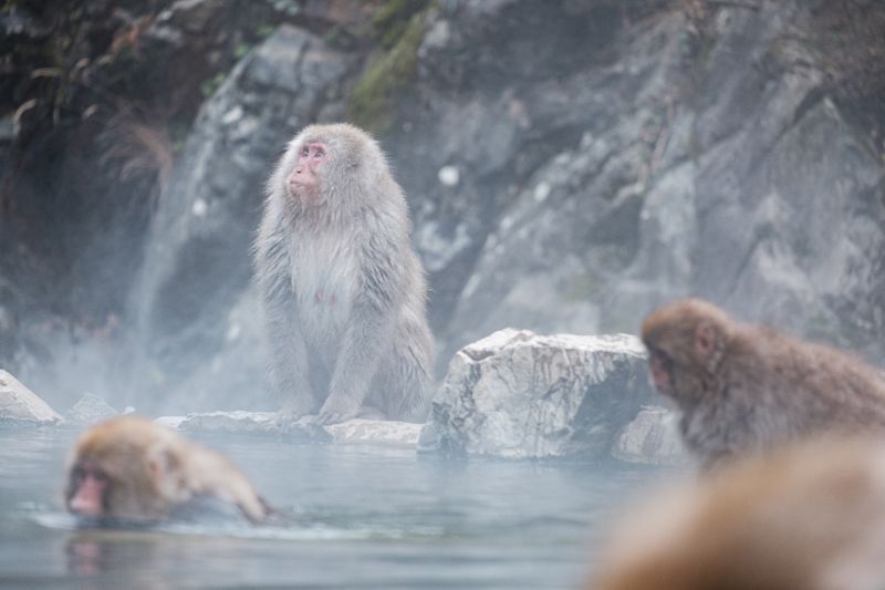日本猕猴通过镜头 photo