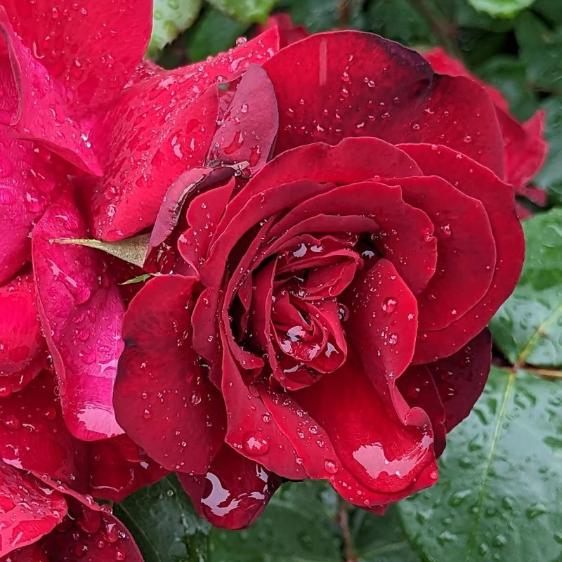 Autumn roses at Harbor View Park photo