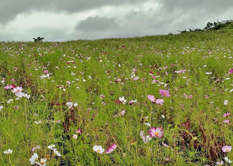 Cosmos season! photo