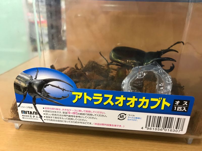 Why the Japanese Obsession with Beetles? photo