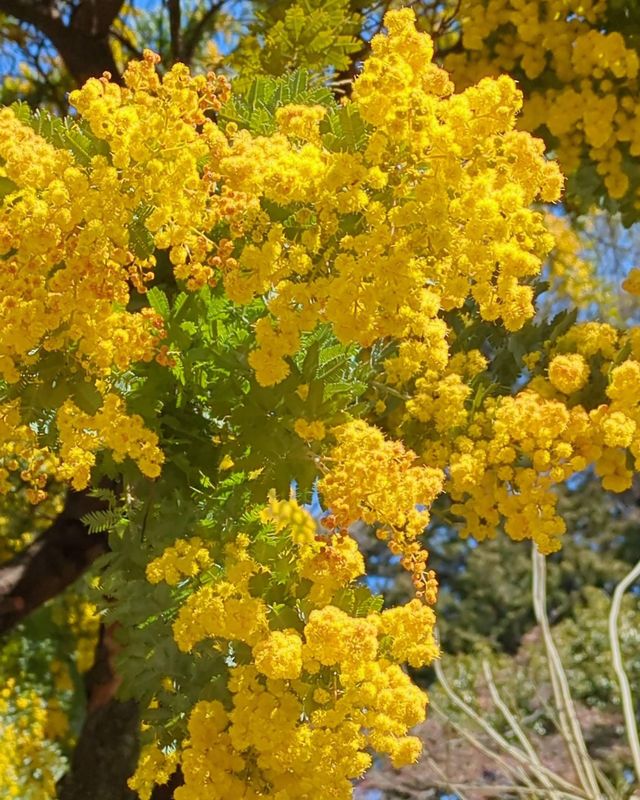 Mimosa, the birthday flower of Valentine's Day photo