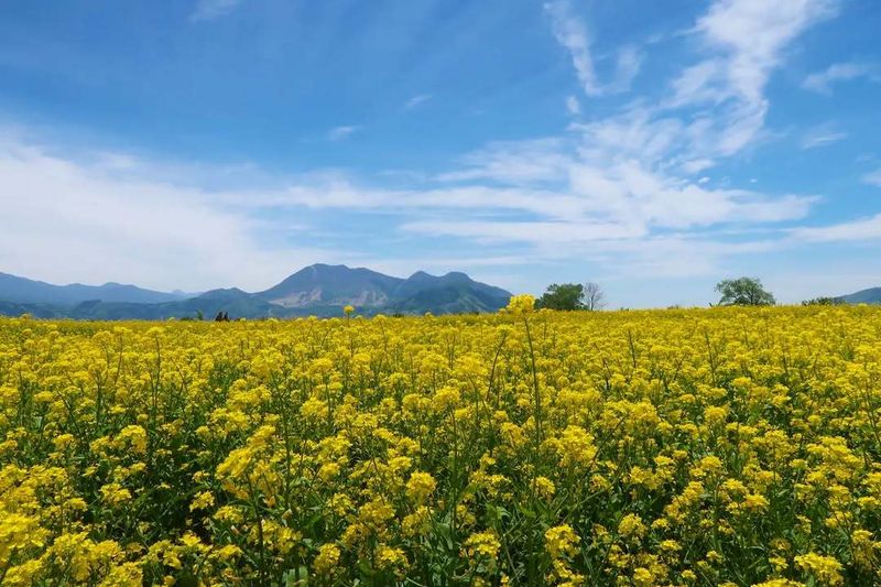 Underrated spring blooms: nanohana photo