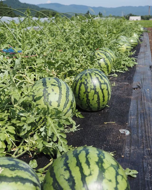Things to do in snow country during summer: enjoy local watermelon! photo