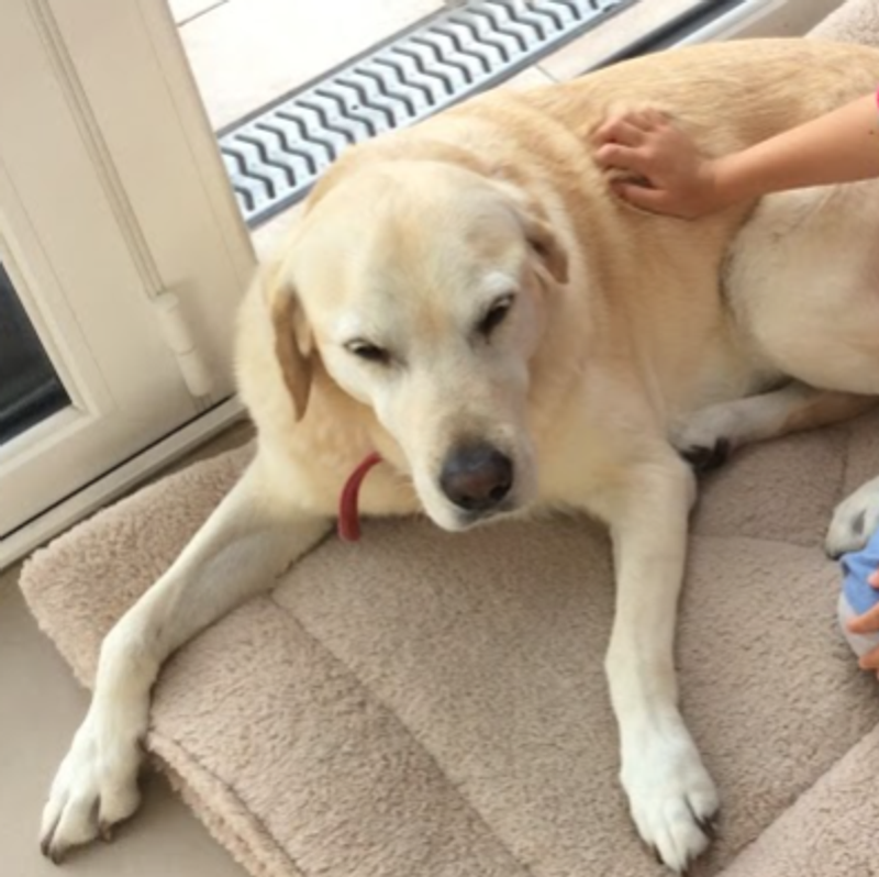 Why aren't guide dogs more popular in Japan? photo