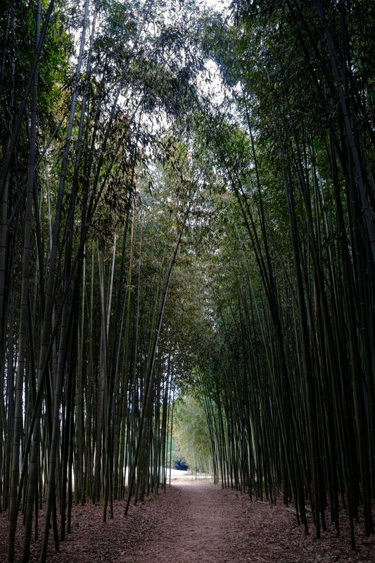 Redescobrindo um bosque de bambu não explorado photo