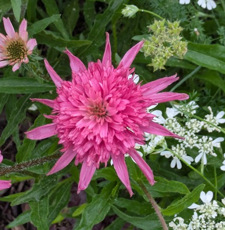 Stokesia, a birthday flower of July 4th photo