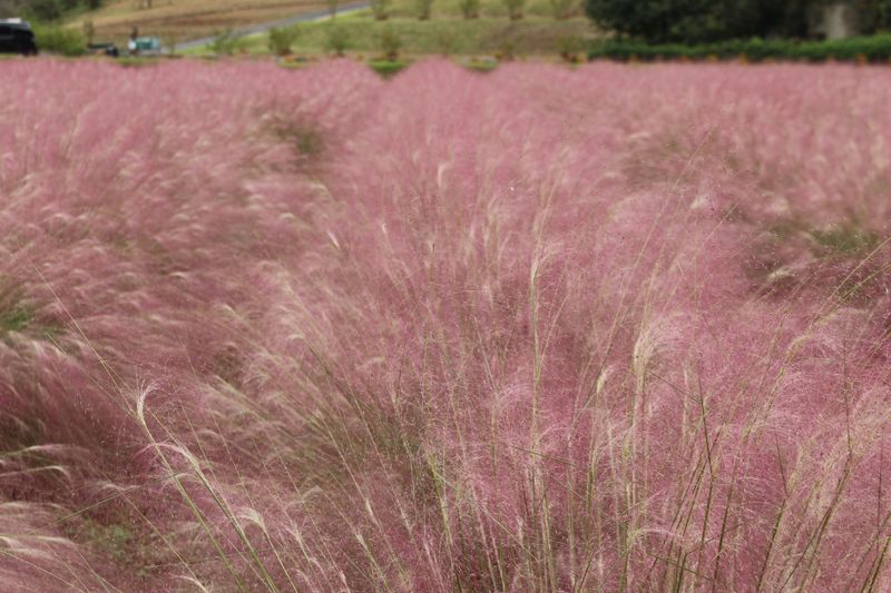 Autumn plants in Japan: muhly grass photo