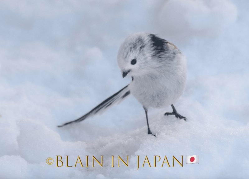 Shima Enaga - Long Tailed Bushtit - Hokkaido Winter Wonderland Birding photo