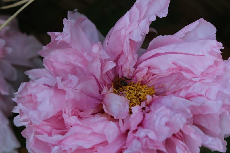 Peonies Bloom photo