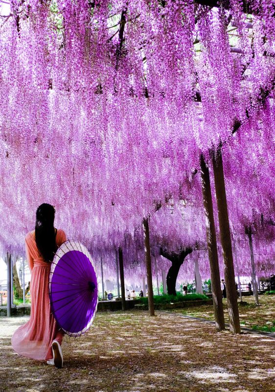 日本是花的天堂！ photo