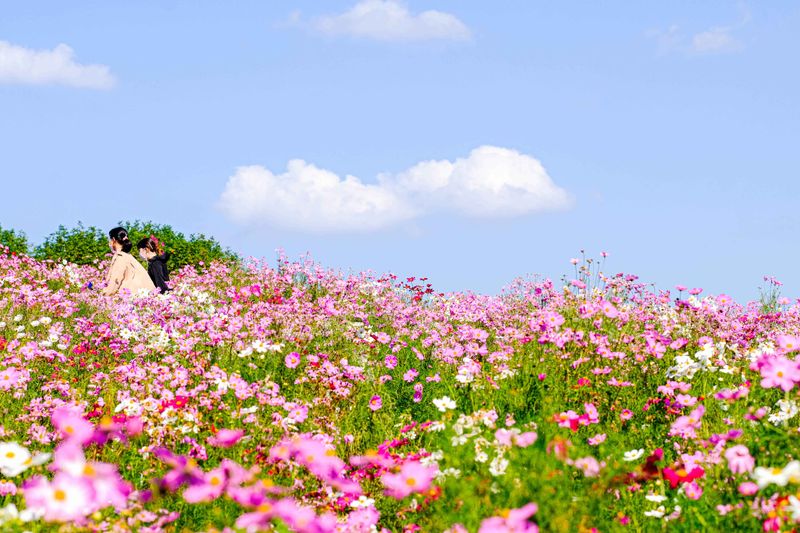 日本の秋：コスモスはフィールドをピンクに変えています！ photo