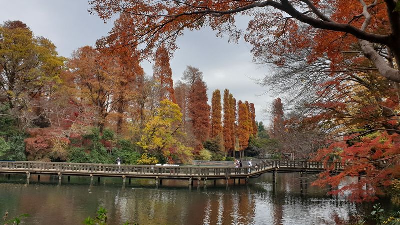 A walk through Inokashira Park in Autumn [SPOT REPORT] photo