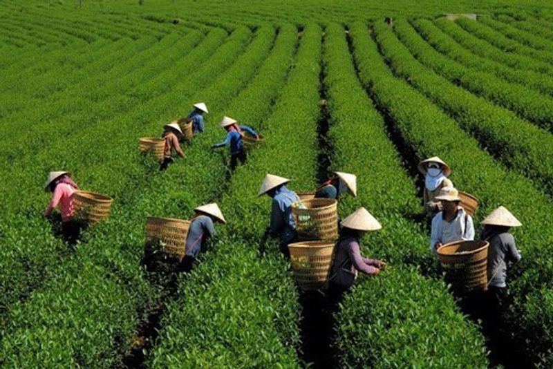 ベトナム茶と静岡茶 photo