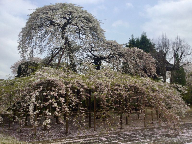 Noda City’s cherry blossom temple photo