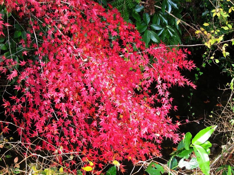 My three favorite autumn spots in Tokyo photo