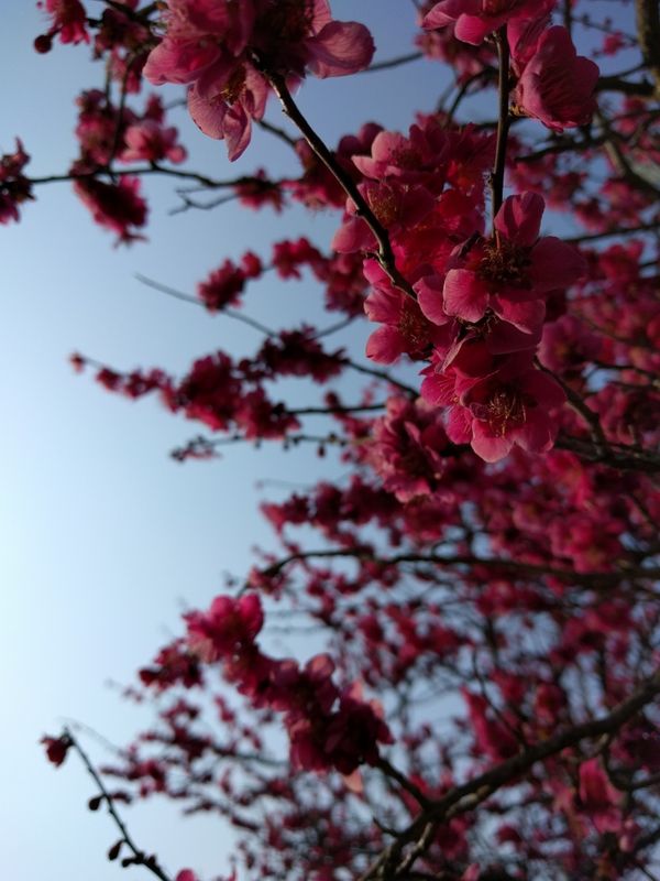Is it Sakura or Ume? photo