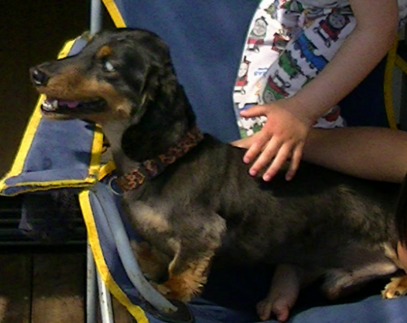 Dachshund Appreciation Day photo